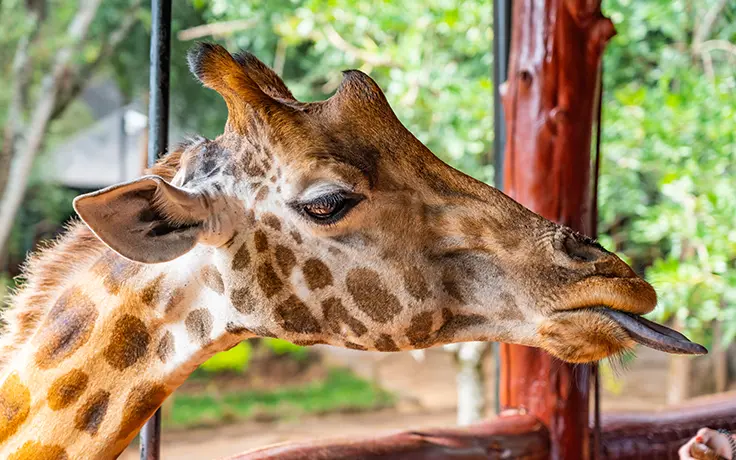 Kenia Giraffe Centre