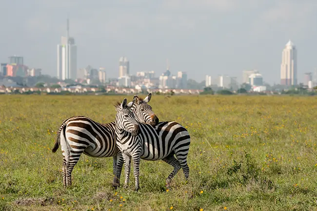 Kenia Nairobi Giraffen