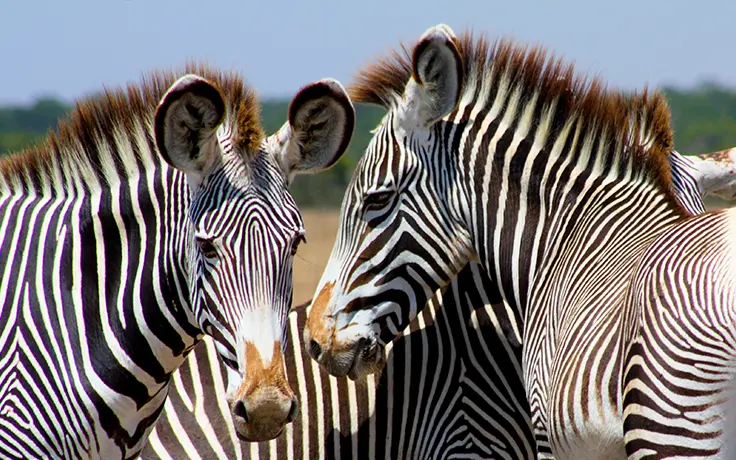 Kenia - Negen Dagen Bush Gezinssafari Zebra