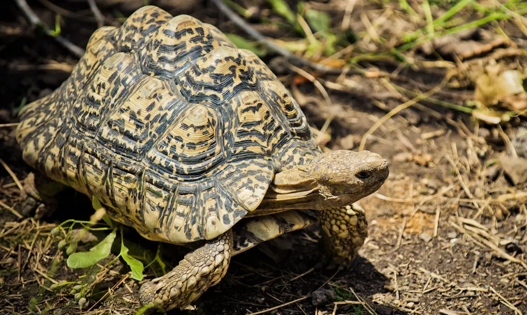 Kleine Vijf Luipaardschildpad