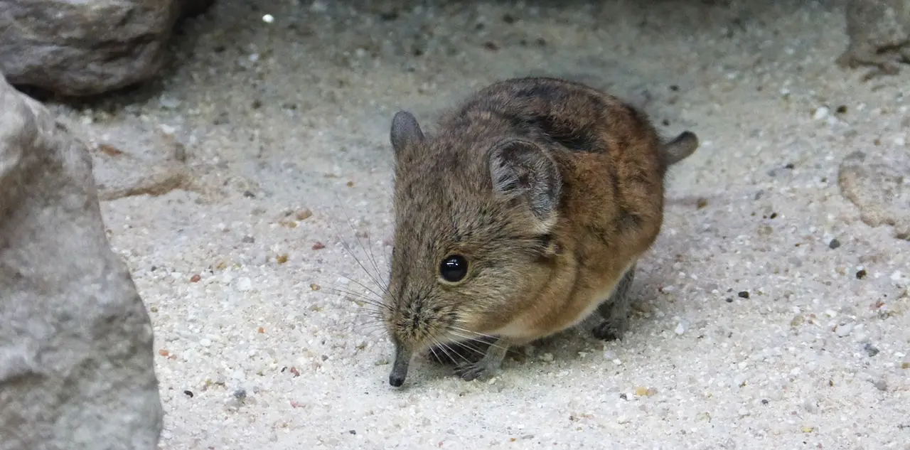 Kleine Vijf Olifantspitsmuis