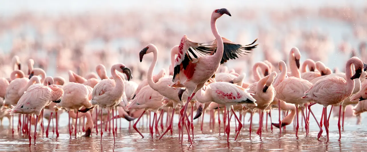 Lake Elementaita Kenia Flamingo