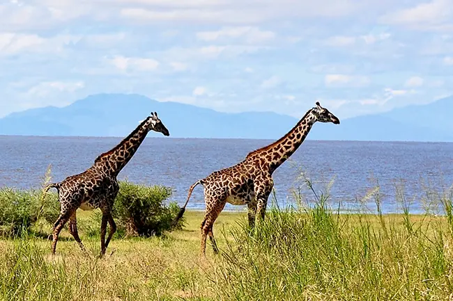 Lake Manyara Giraffen