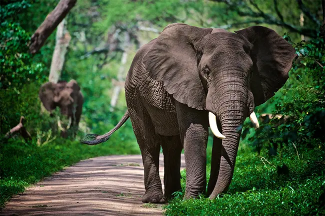 Lake Manyara Olifant