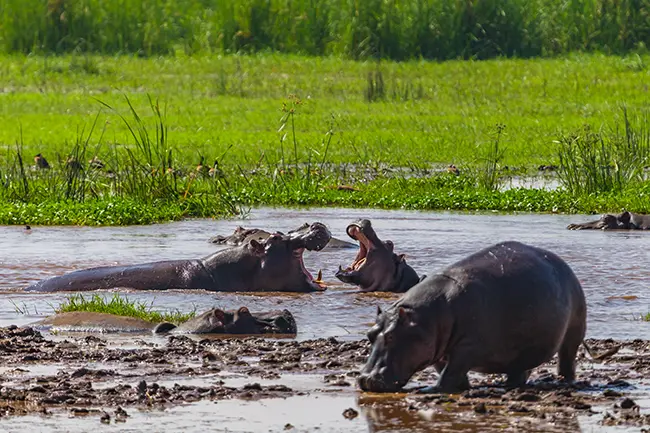 Lake Manyara nijlpaard