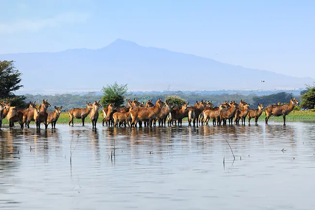 Lake Naivasha Dieren