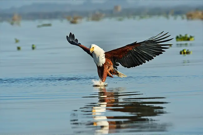 Lake Naivasha adelaar