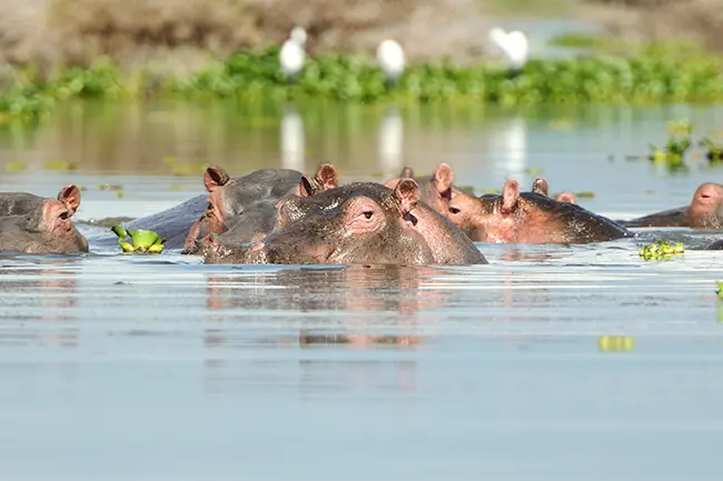 Lake Naivasha nijlpaard