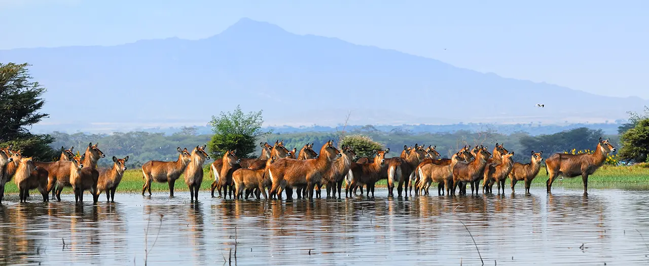 Lake Naivasha_Kenia_Dieren