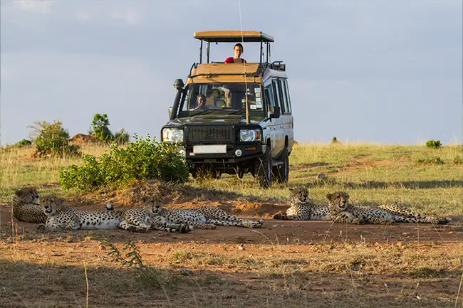 Maasai Mara Game Drive