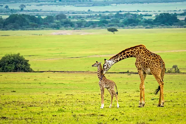 Masai Mara Giraffen