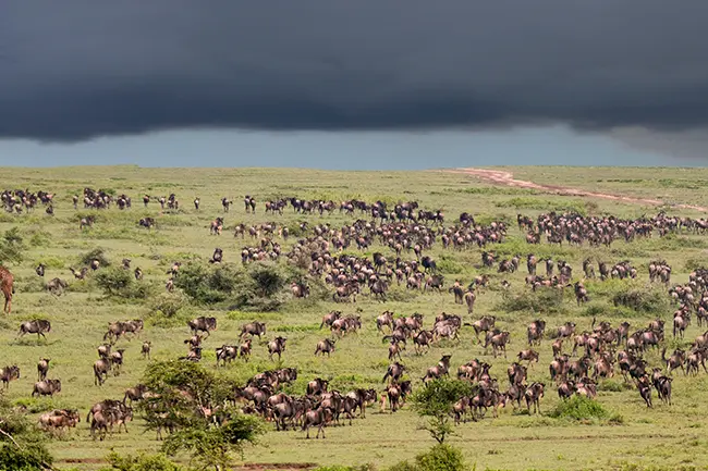 Maasai Mara Gnoe