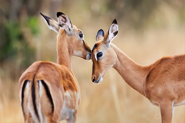 Maasai Mara Impala