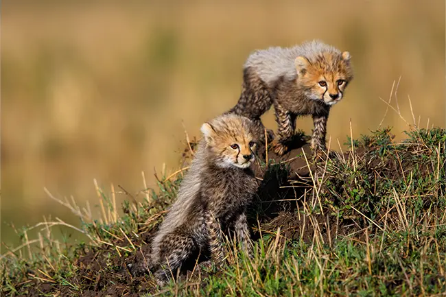 Maasai Mara Jachtluipaard