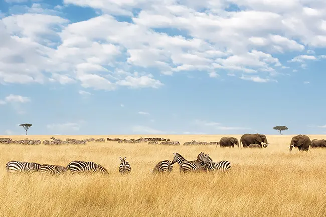 Maasai Mara View