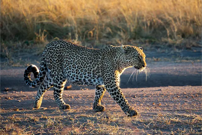 Marera Valley luipaard