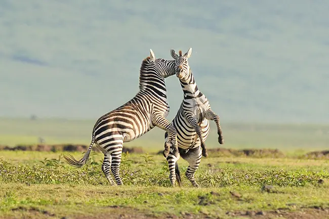 Ngorongoro Krater Zebra