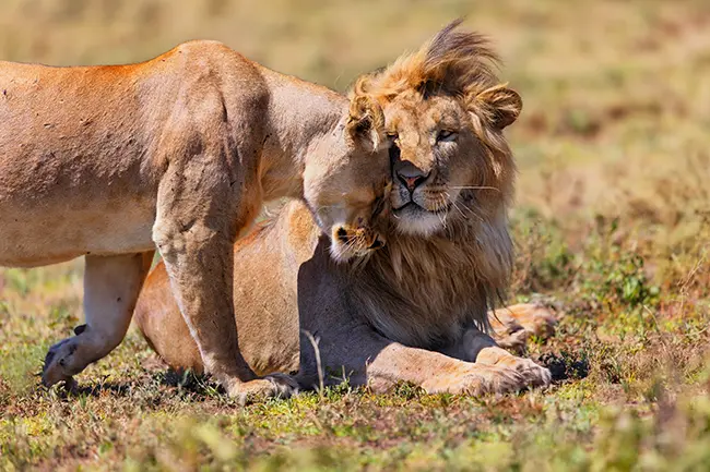 Ngorongoro leeuw