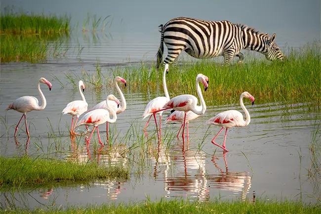 Ngorongoro flamingo