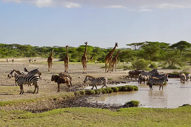 Noordelijke Serengeti Dieren