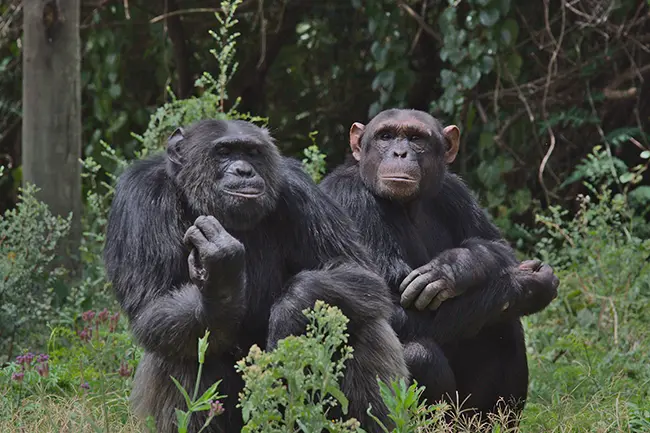 Ol Pejeta Conservancy Chimpansees