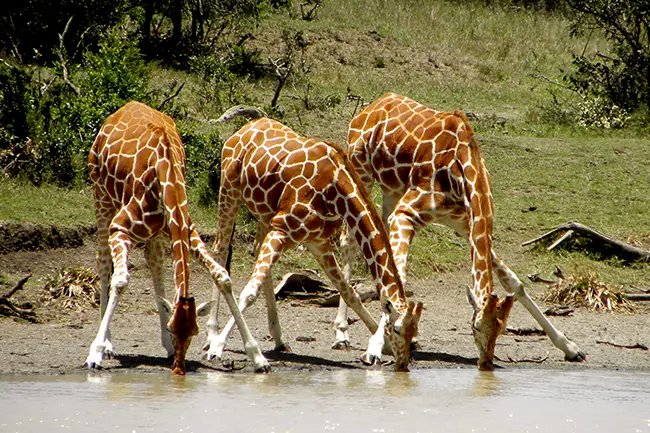 Ol Pejeta Conservancy Giraffen