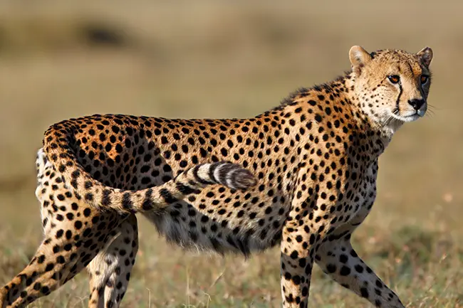 Ol Pejeta Conservancy Jachtluipaard