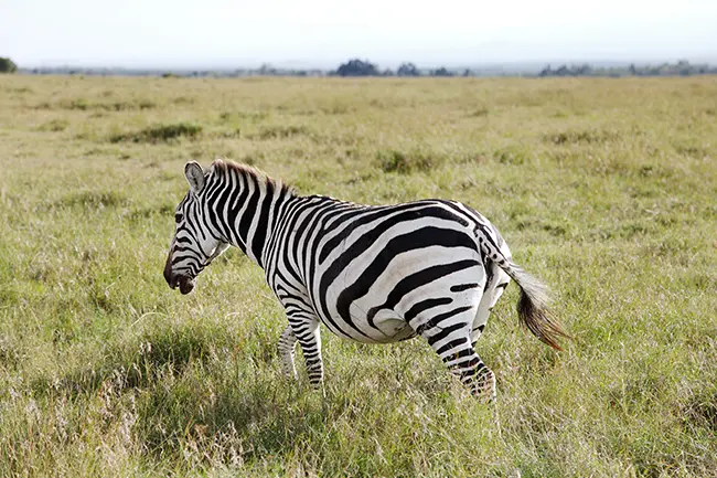 Ol Pejeta Conservancy Zebra