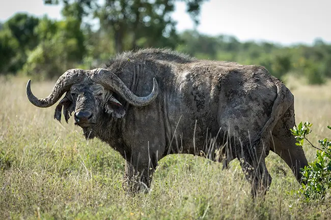 Ol Pejeta Conservancy buffel