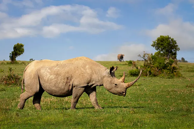 Ol Pejeta Conservancy neushoorn