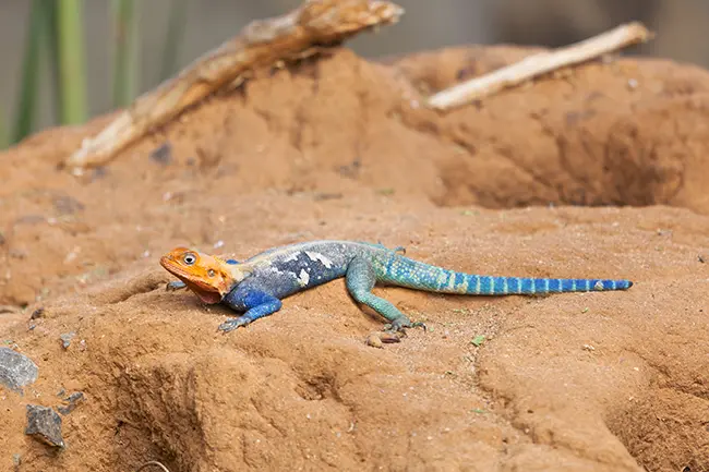 Roodharige Rotsagama Tsavo Oost