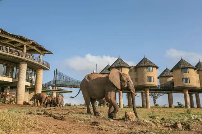 Salt Lick Safari Lodge Olifant