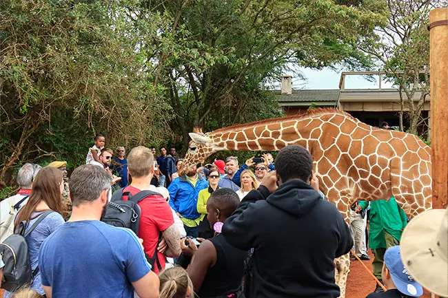 Sheldrick Willife Trust Giraffen