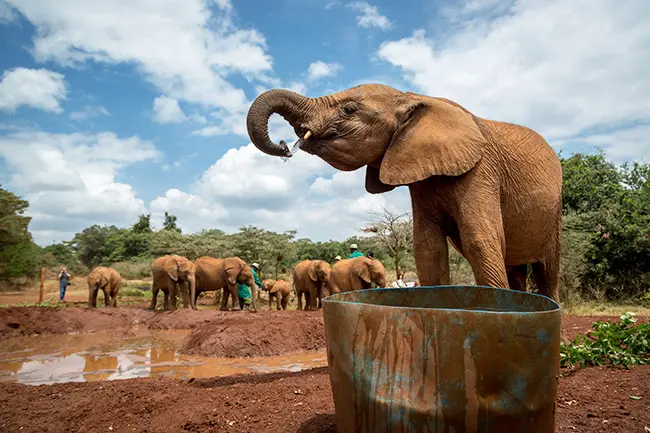 Sheldrick Willife Trust Olifant