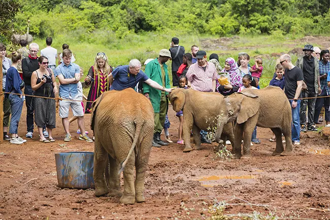 Sheldrick Willife Trust Olifanten