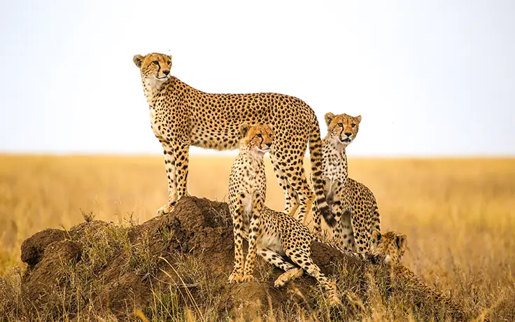 Tanzania - Geweldige Familiereis en Avontuur -Jachtluipaard