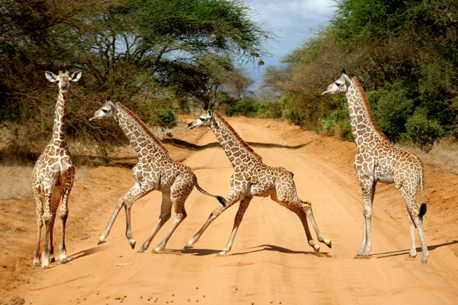 Tsavo Oost Giraffen