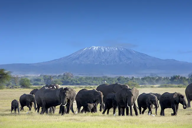 Tsavo Oost Olifanten Kilimanjaro