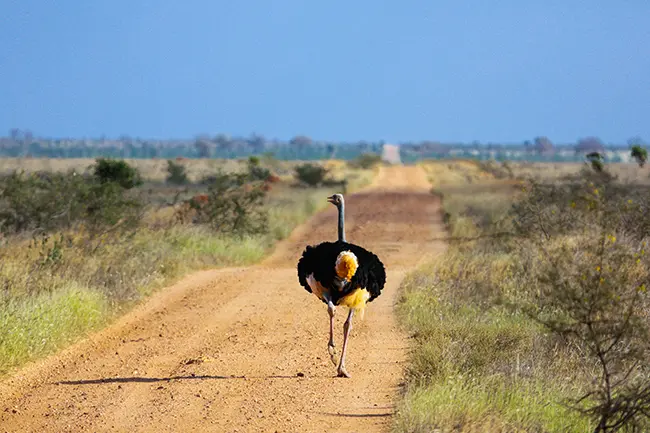 Tsavo Oost Struisvogel