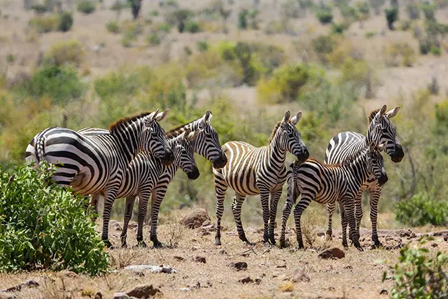 Tsavo Oost Zebra