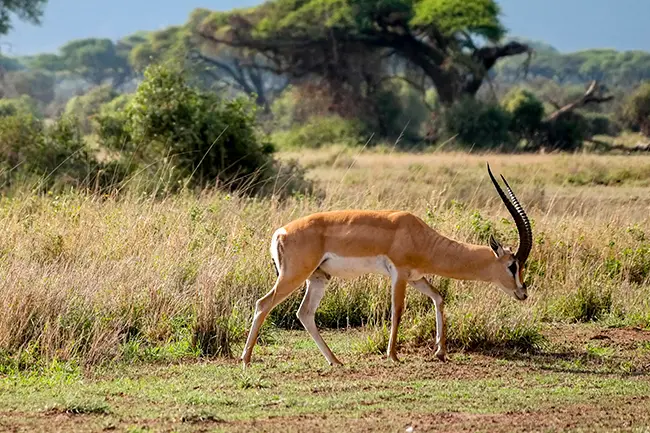 Tsavo West Gazelle