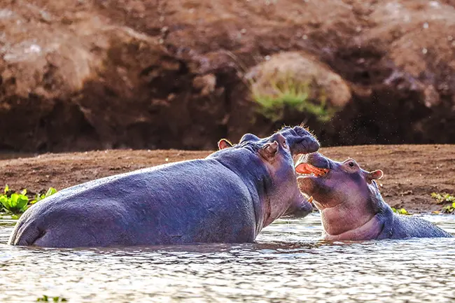 Tsavo West Nijlpaard