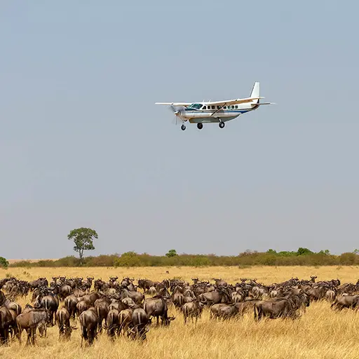 Vluchtsafari serengeti