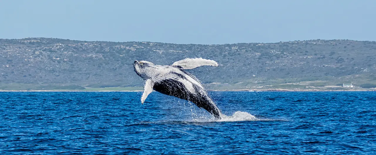 Walvis die uit het water springt