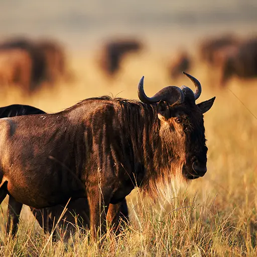 Wildebeest in de serengeti