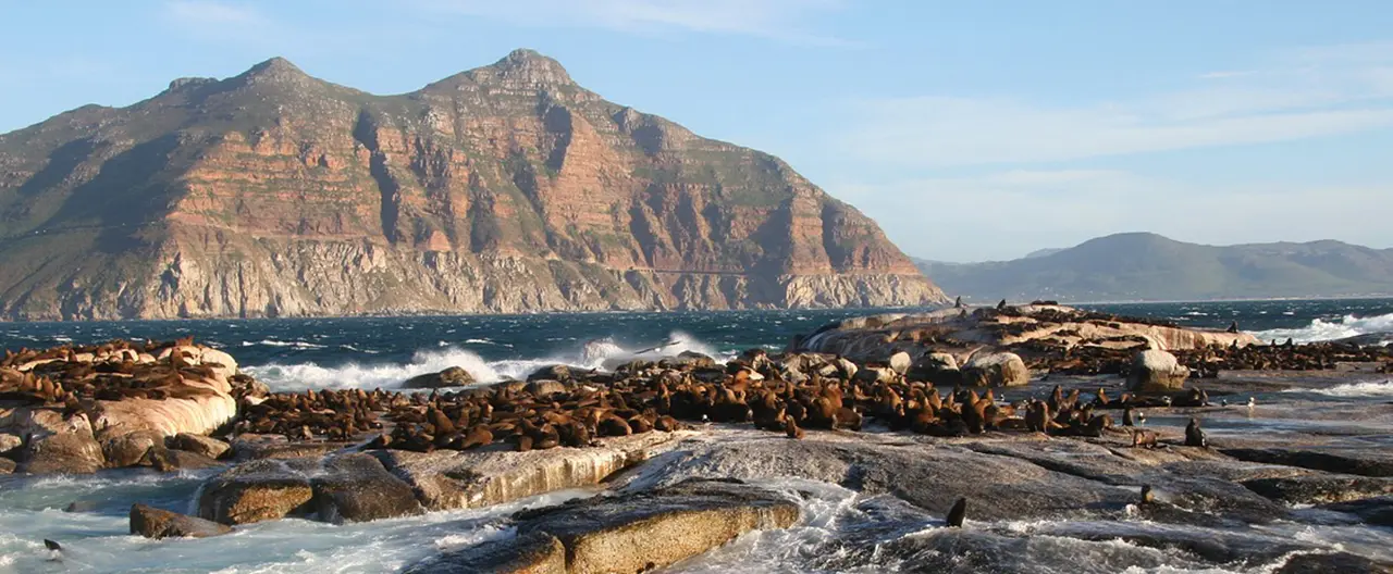 Zuid Afrika zeehondeneiland