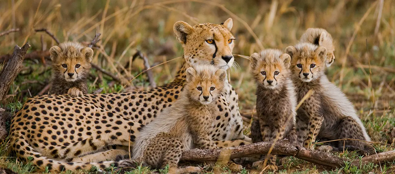 cheeta familie in de Serengeti