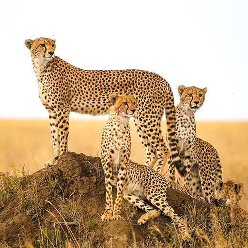 cheetah in een groep