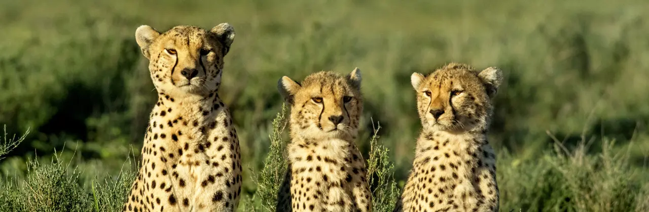 cheetas in de serengeti