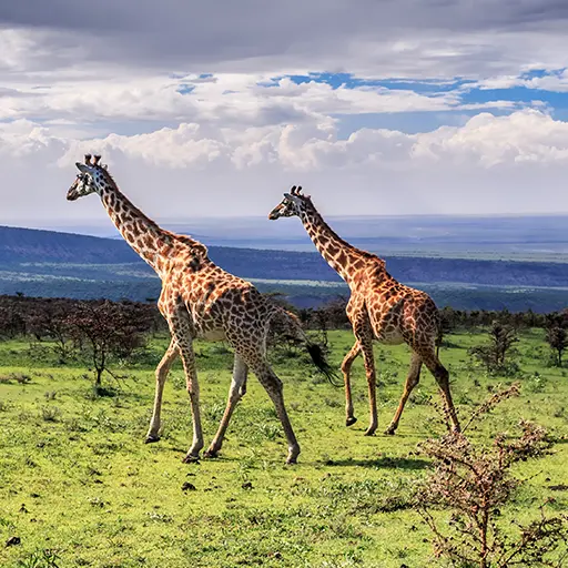 giraffe rennend in de serengeti